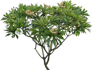 Download Plumeria Tree Png - Plumeria Alba Tree Png Full Plumeria Png