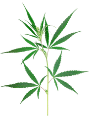 Weed Leaf Transparent Png - Weed Plant Png