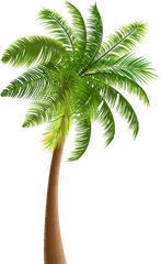 Download Palmera De Coco Png Image Palmeras