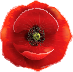 Flowers Poppies Png V