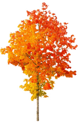 Autumn Tree Png File Mart - Transparent Background Autumn Tree Png