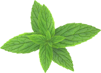 Mint Leaves Pepermint - Png