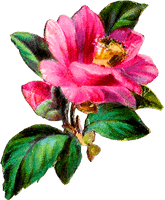 Antique Flower Art Free Download PNG HQ