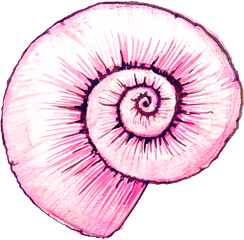 Watercolor Painting Snail Shell Clip Art Transparent - Shell Snail Shell Png Drawing