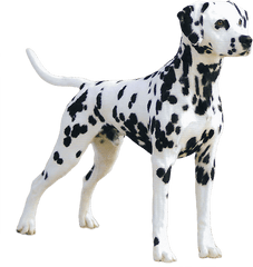 Dalmatian Great Dane Png Image With No - Transparent Great Dane Png