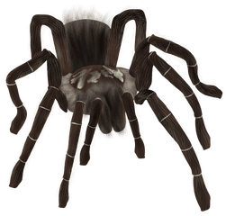 Tarantula Spider - Tarantula Png