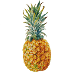 Pineapple Fruit Transparent Png Images - Noel Badges Pugh Food