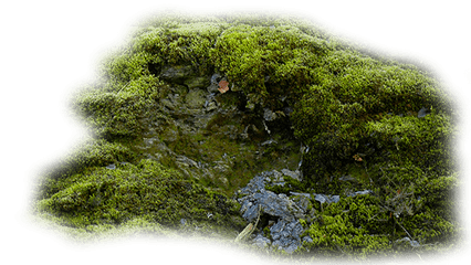 Index Of - Moss Png