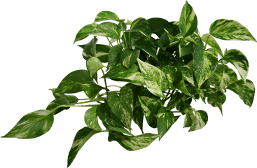 Plant Transparent Png Hd - Transparent Background Transparent Plant