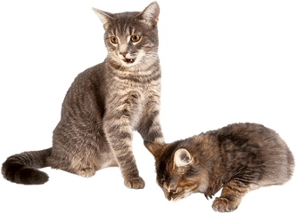 Download Kitten Transparent Background - Transparent Background Cat And Kitten Png