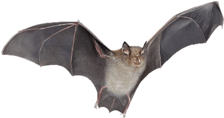 Bat Png - Silver Haired Bat Png