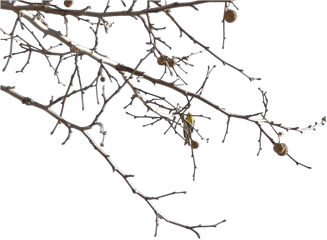 Image Gallery For Tree Branches Png - Clipartsco Twig