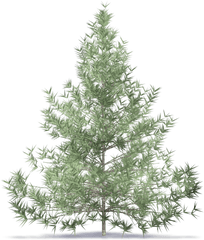 Tall Pine Tree Silhouette Png - Trees Bim Revit