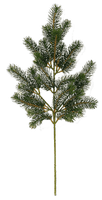 Fir-Tree Png Image