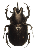 Beetle Png Hd