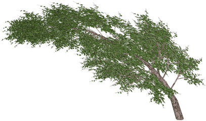 Tree Waving In Wind Transparent Png - Stickpng Tree In Wind Png