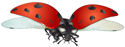 Ladybug Insect Red Free Download Image - Free PNG