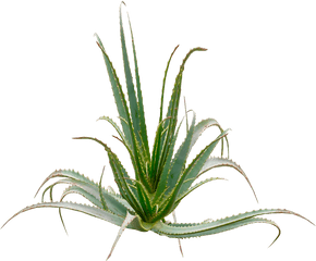 Aloe Drawing Arborescen Transparent - Aloe Arborescens Png