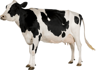 Png Image - Cow With White Background