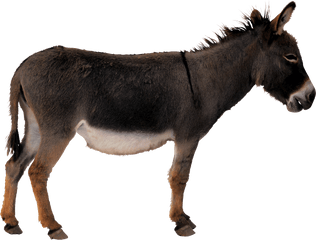 Donkey Png Images Free Download - Transparent Background Donkey Png