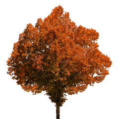 Fall Trees Png 1 Image - Transparent Background Tree Leaves Png