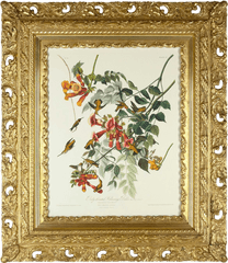 Antique Frame With Audubon Hummingbird Giclee - Humming Trochilus Png