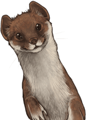 Free Png Images - Weasel Transparent Background