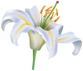 White Lily Clipart No Background - Lily Flower Png Clipart White Lily Flower