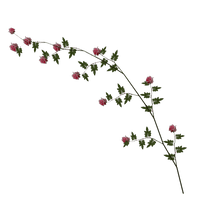 Rose Vine Image - Free PNG