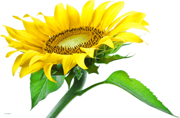 Download Hd Sunflower Png Images - Sunflower Png