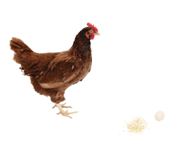 Chicken Png Image