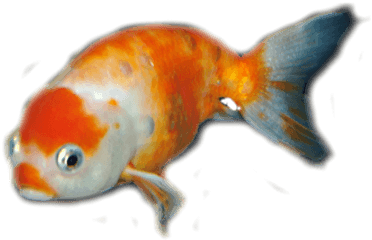 Blog - Goldfish Png