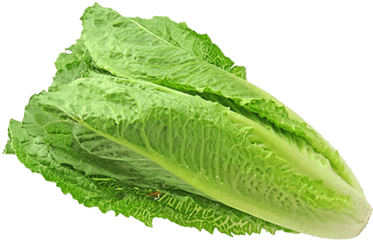 Social Media Spread Of Romaine Lettuce - Romaine Lettuce Png