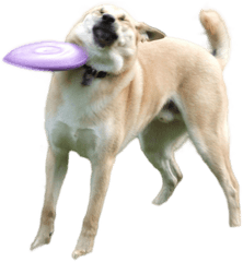 Download Doge Png - Frisbee Dog Png