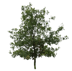 Oak Tree Png Transparent Cartoon - Jingfm Tree Cut Out Free