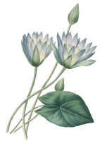 17591840 Plant Fleurs Printmaking Pierrejoseph Des Belles - Free PNG