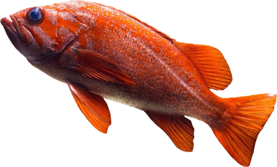 Free Image Fish Goldfish Orange Png Transparent