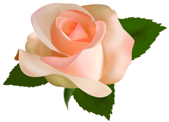 Download Beautiful Rose Png Clipart - Peach Rose Transparent Background