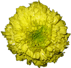 Tagetes - Barberton Daisy Png