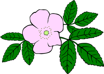 Rosa Rose Purple - Free Vector Graphic On Pixabay Wild Flower Clipart Png