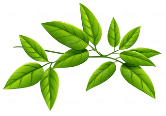 Green Leaves Png Free Download - Photo 218 Pngfilenet Green Leaves Png