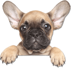 French Bulldog The Puppy Training - French Bulldog Png