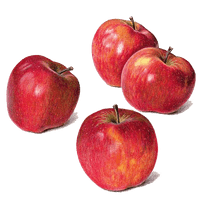 Life Apple Watercolor Still Painting Drawing - Free PNG