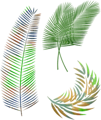 Watercolor Palm Leaves Leaf - Gambar Daun Kelapa Hitam Putih Png