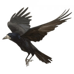 Crow Bird Png Image With Transparent - Transparent Background Crow Png