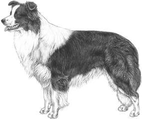 Border Collie - Pedigreed Breeds Dogwellnetcom Border Collie Illustrated Standard Png