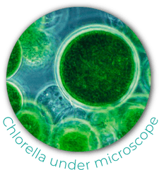 Blue Green Algae Transparent Png Image - Blue Green Algae Png