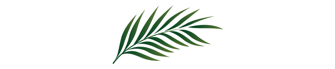 Palm Branch Image Free Cliparts That - Palm Leaf Clipart Png