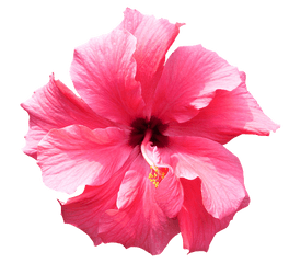 Hibiscus Flower Png 3 Image - Transparent Background Tropical Flowers Png