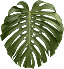 Download Tropical Plant Leaf Png - Tropical Palm Leaf Transparent